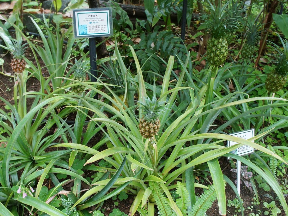 植物園のピタンガ　ソテツ　パイナップル