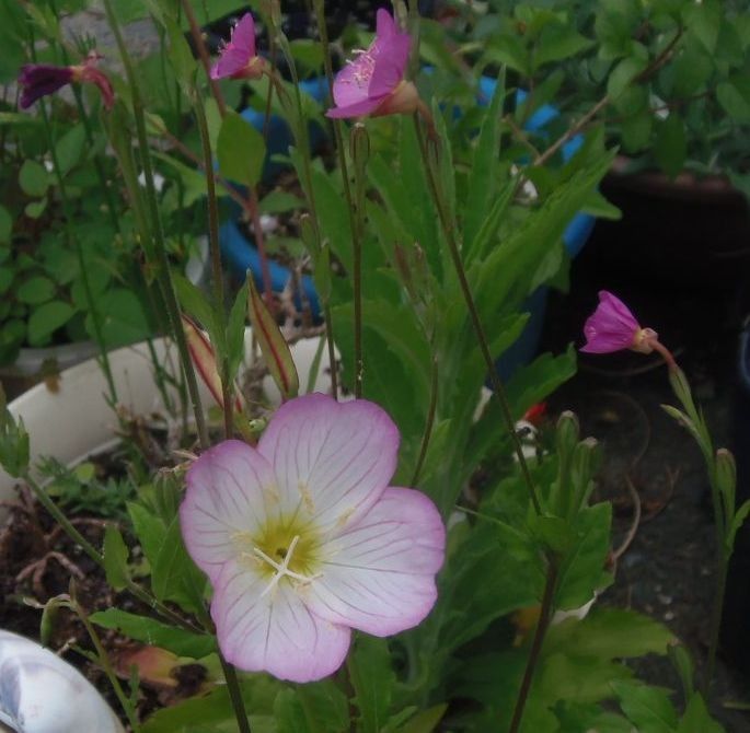 今日の花だより