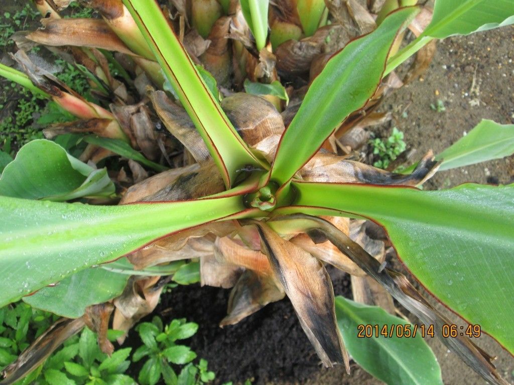 地湧キンレン　花の予感