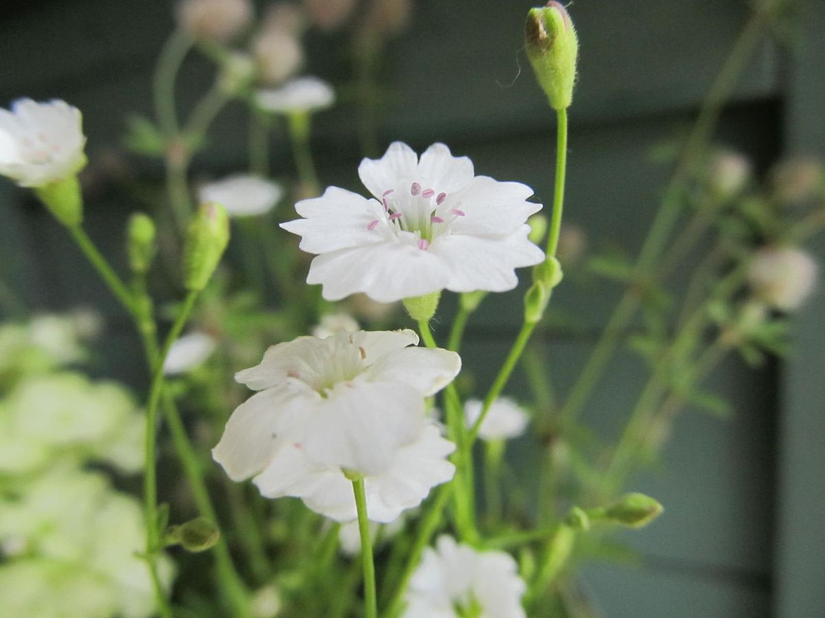 寄せ植えによさそうなもの