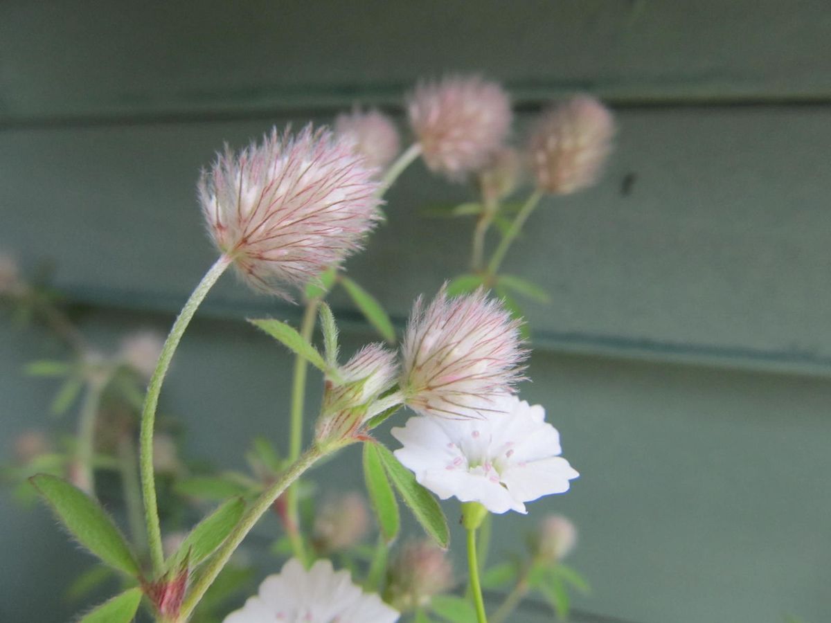 寄せ植えによさそうなもの