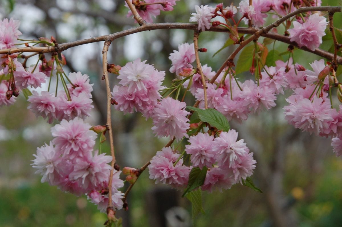 リンゴの花と八重桜