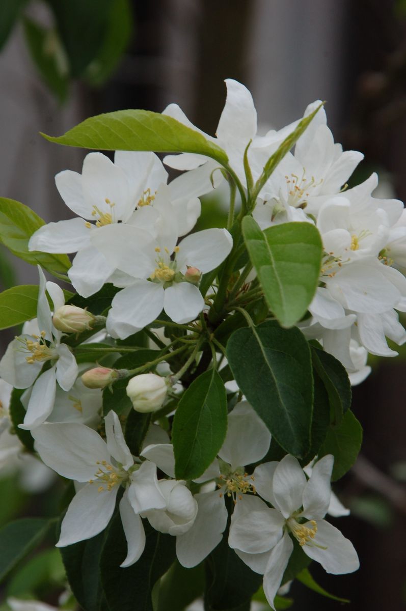 リンゴの花と八重桜