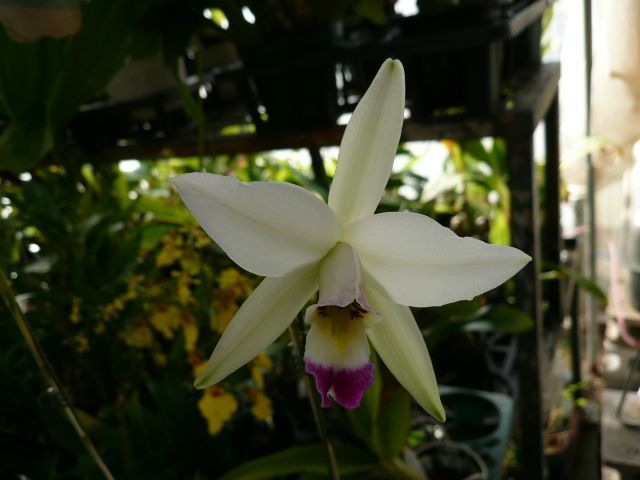 L. anceps semi alba