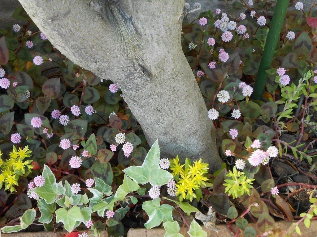 小さな花も