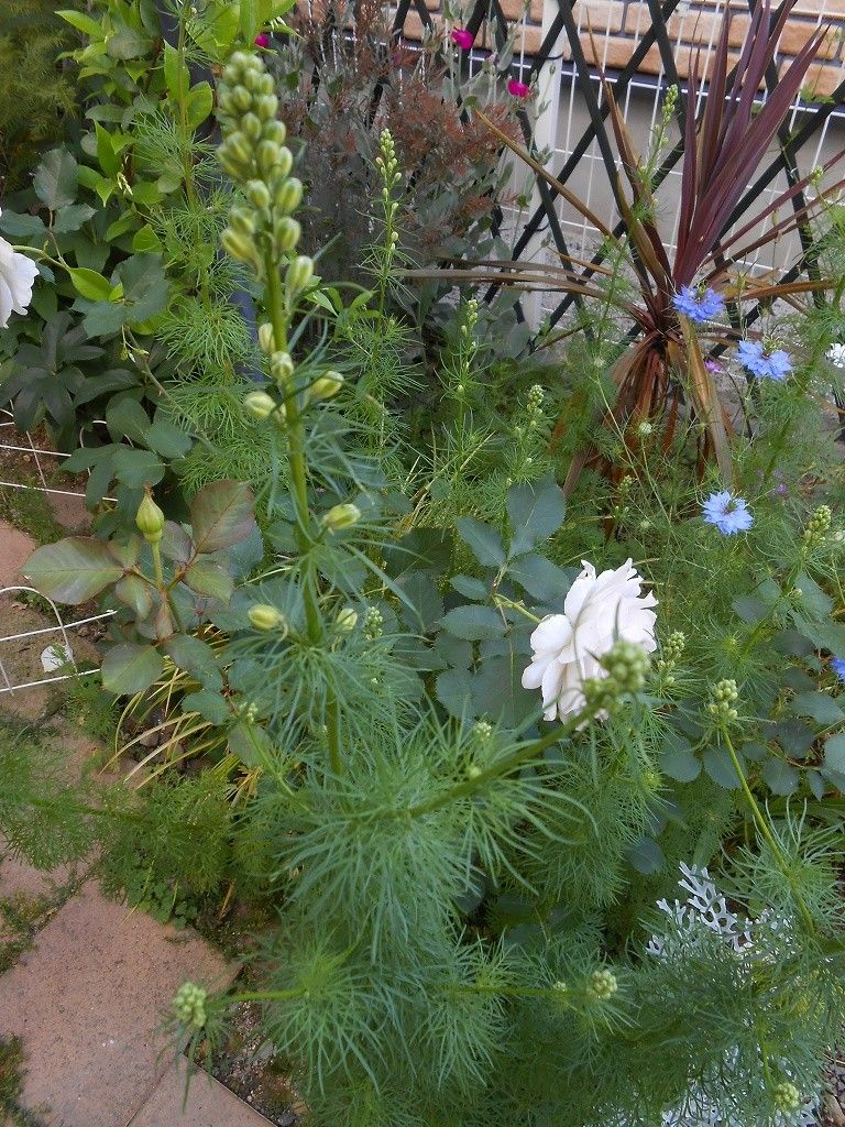 小さな花も