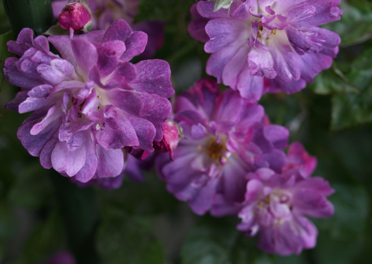 一季咲きの薔薇