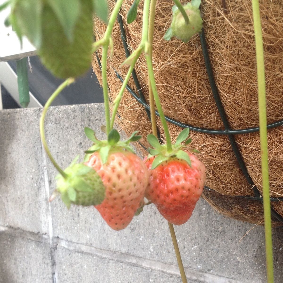 🍓の実り