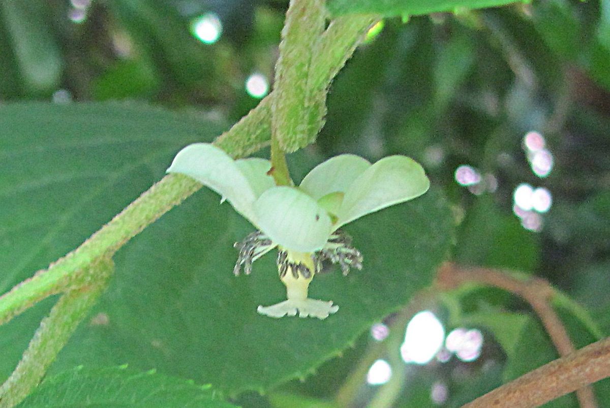 サルナシの花