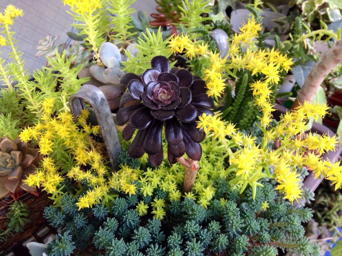 多肉植物の花とサボテンの花芽