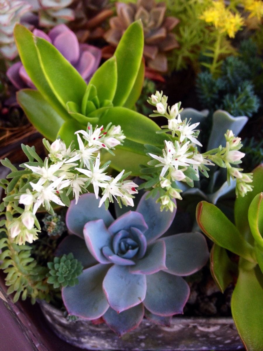 多肉植物の花とサボテンの花芽