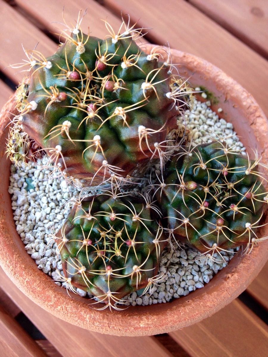 多肉植物の花とサボテンの花芽