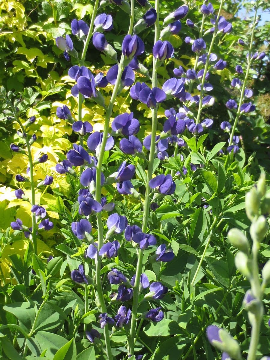 お花の名前を教えてください