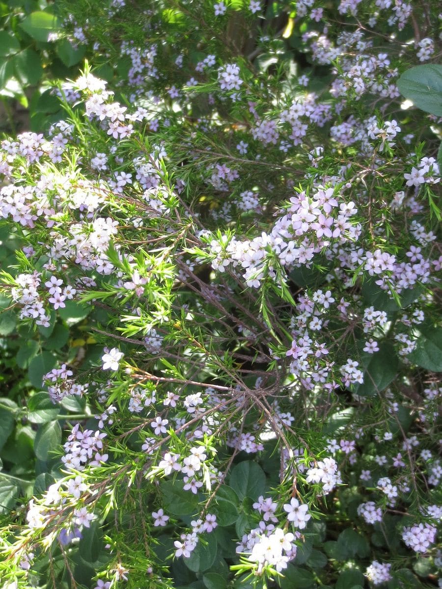 お花の名前を教えてください