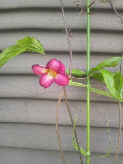 そだレポ兄弟が開花中