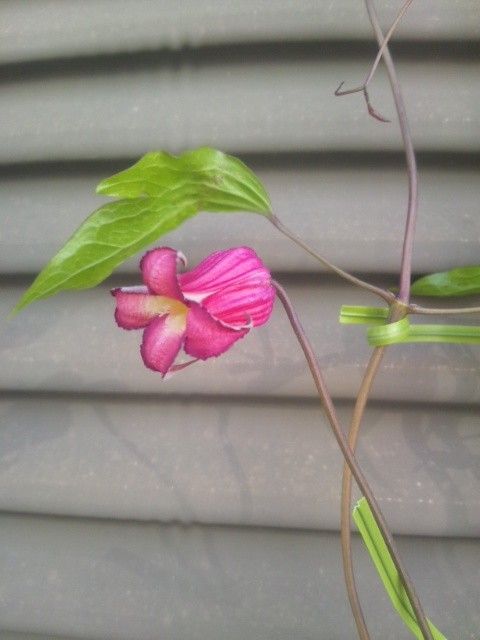 そだレポ兄弟が開花中