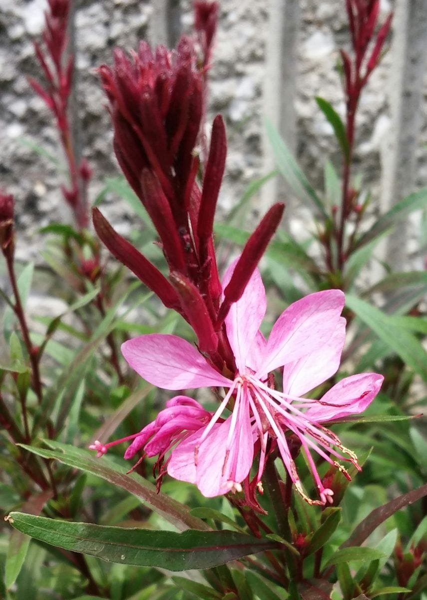 今朝、咲いてたお花