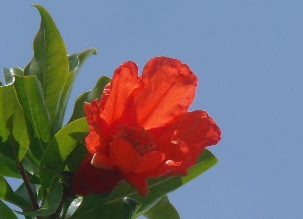 今日の花だより