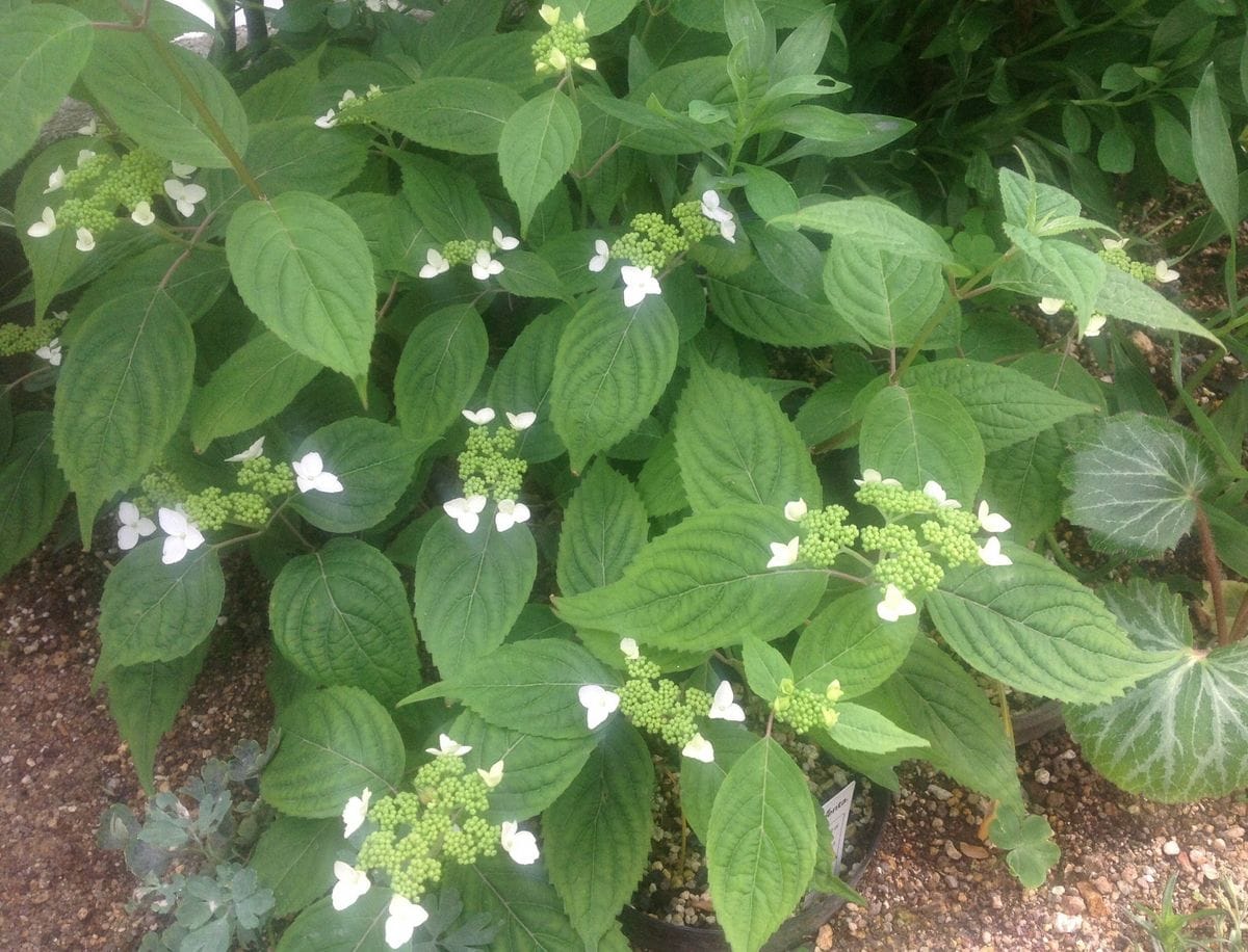 今日の白花！