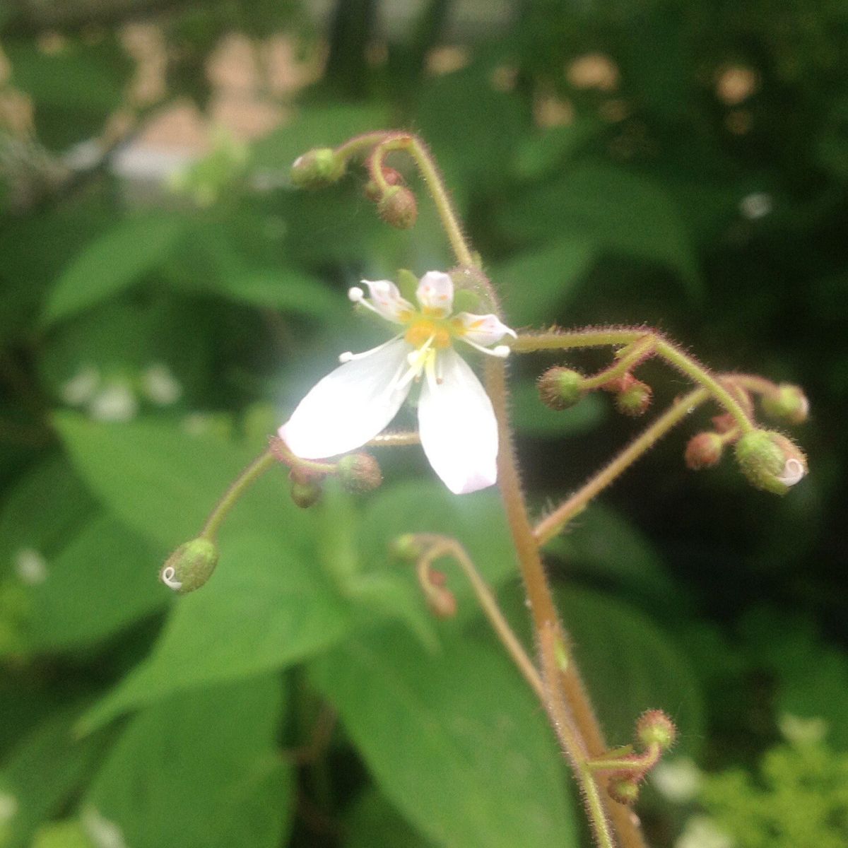 今日の白花！