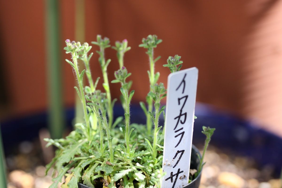 イワカラクサ（岩唐草）開花！