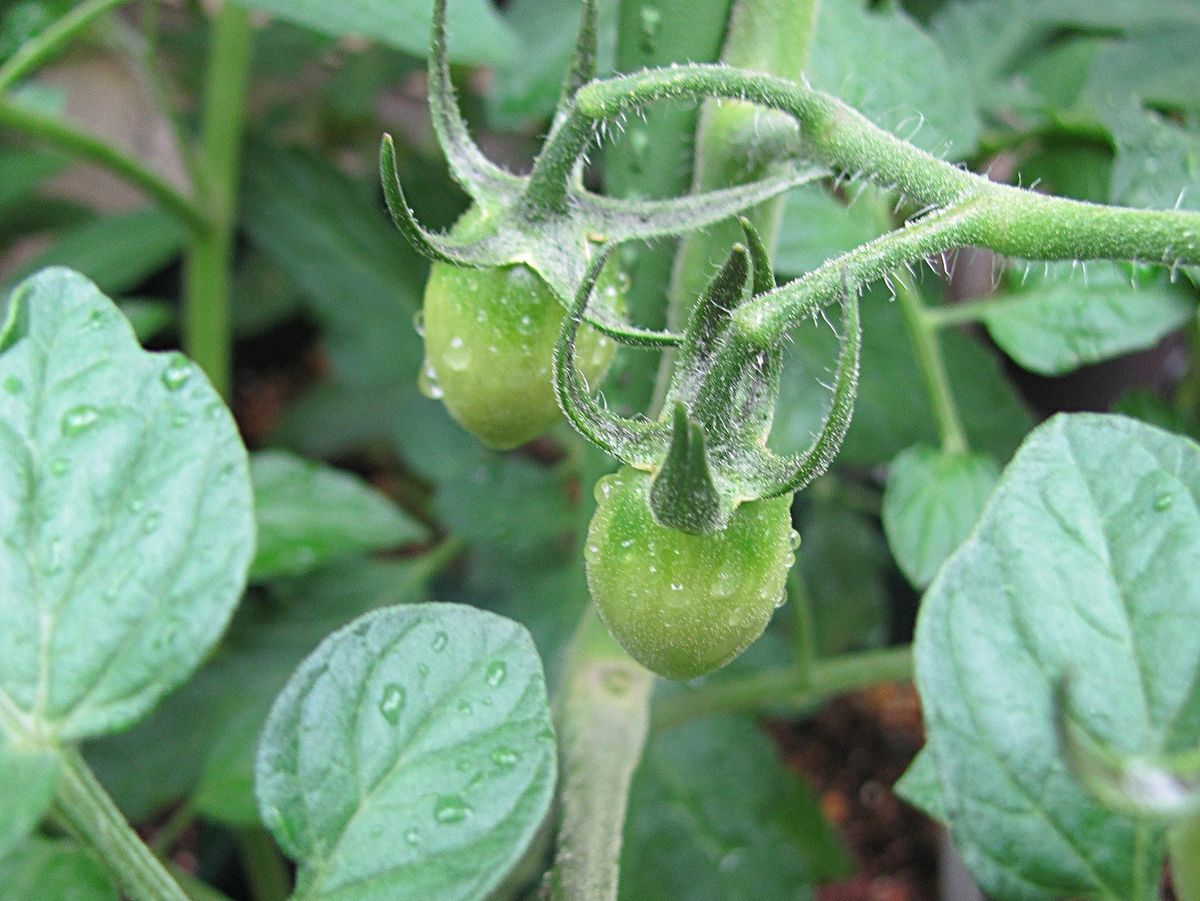 コンテナ野菜