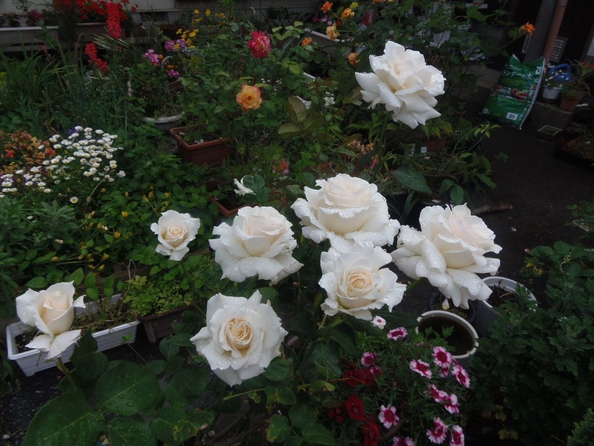 嵐の後。今日の花だより