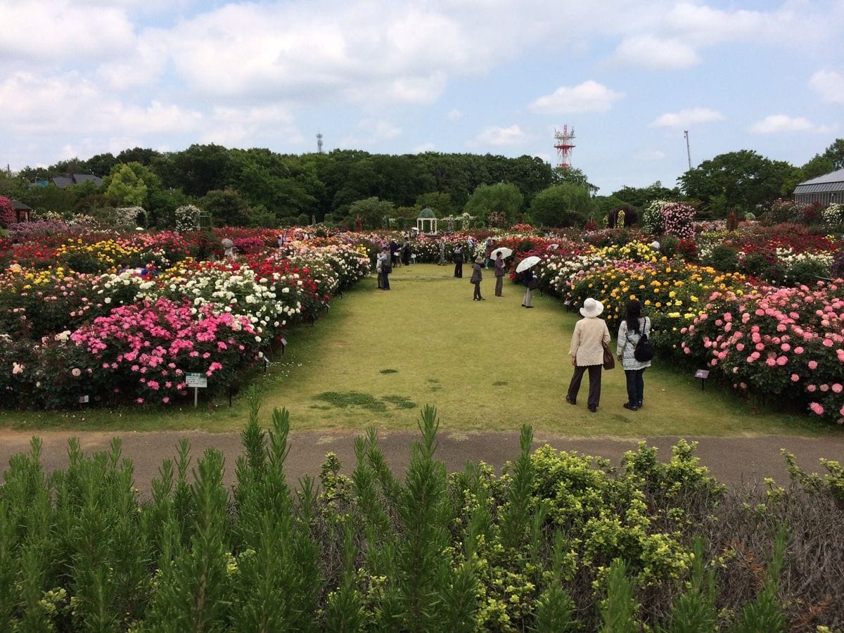 バラで頭がいっぱい(o^^o)