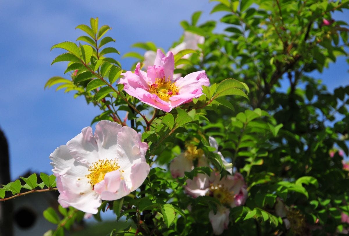 山椒薔薇