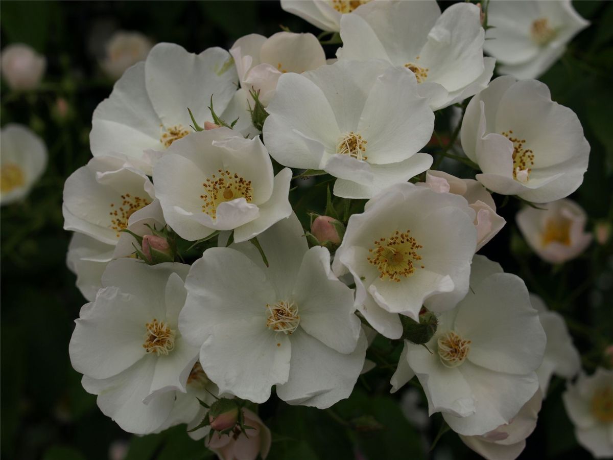 お気に入りの実生薔薇が、満開に