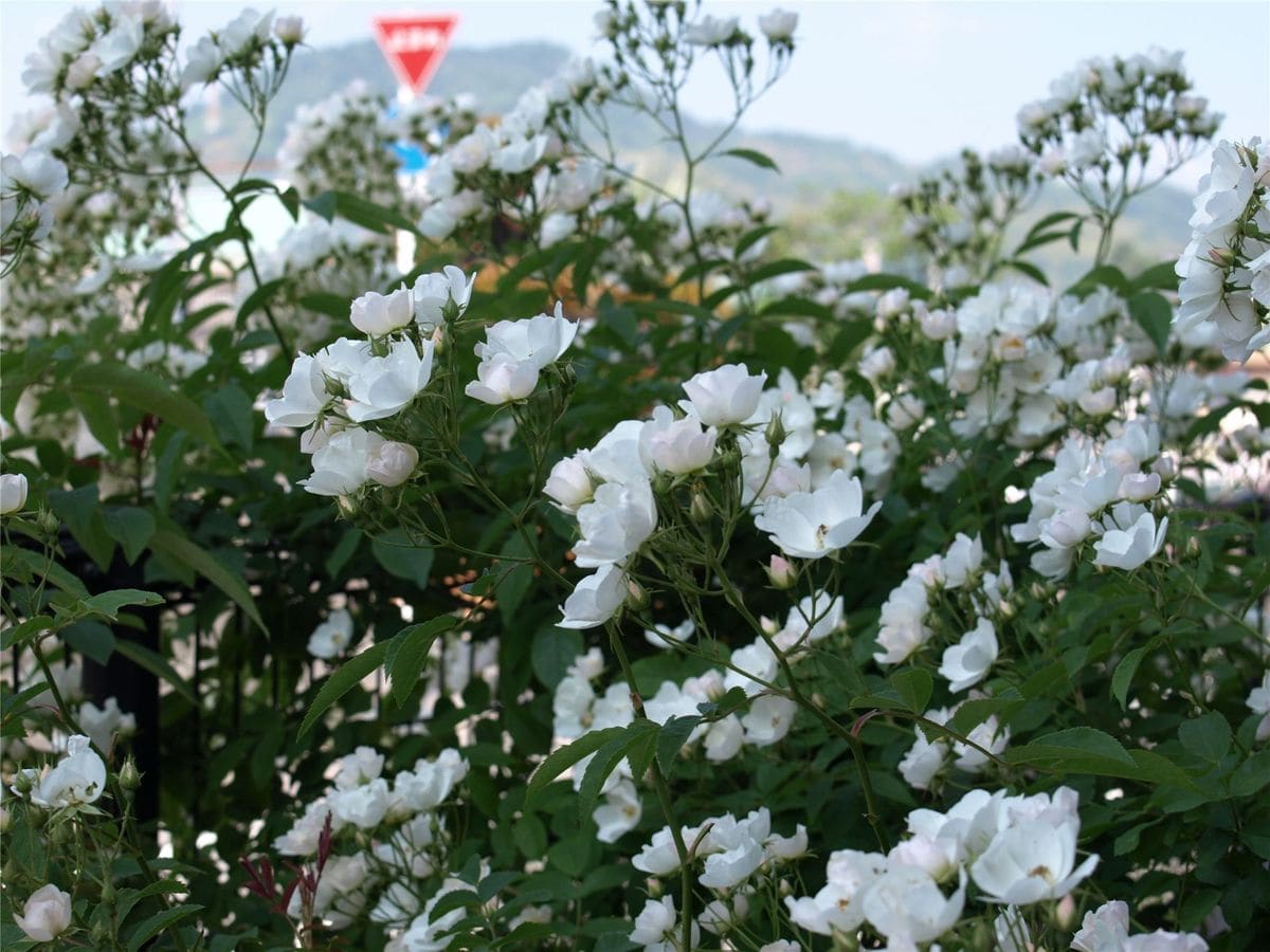 お気に入りの実生薔薇が、満開に