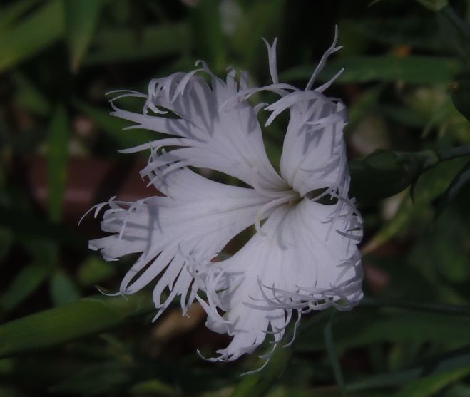 今日の花だより