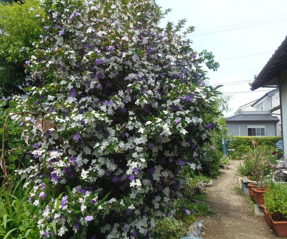 今日の花だより