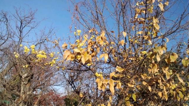 ロウバイ開花