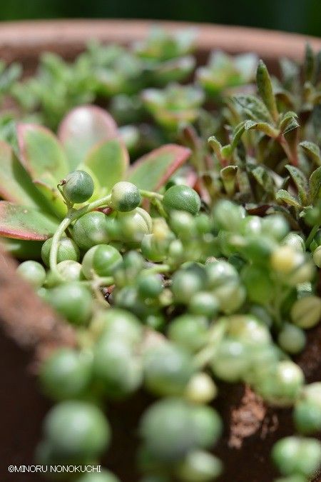 多肉植物の寄せ植え