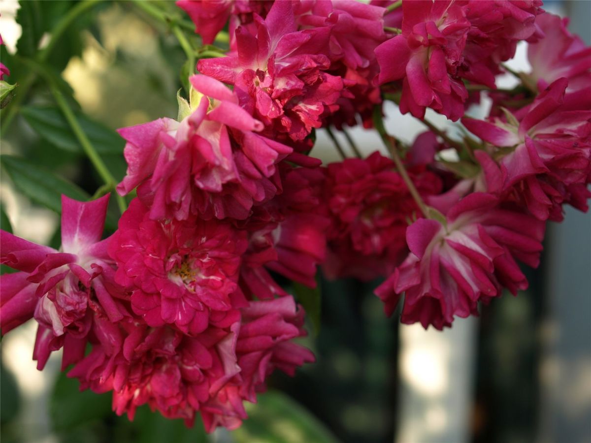 終盤の薔薇と、ドングリの発芽