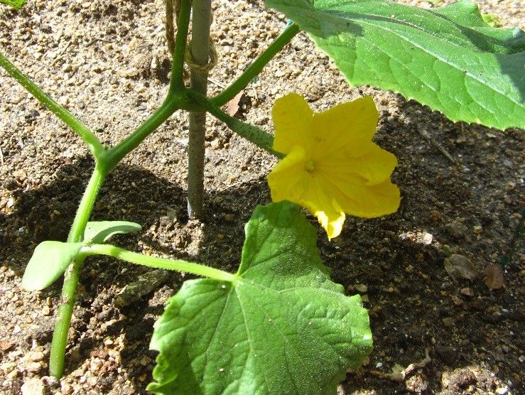 野菜の花