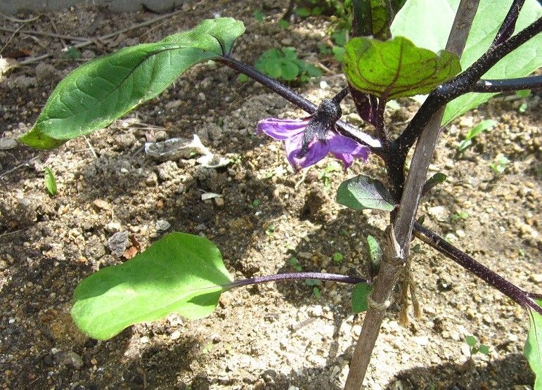 野菜の花