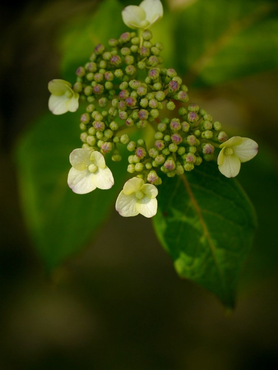 青甘茶