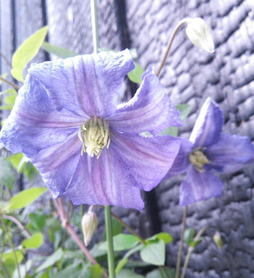 今日の花