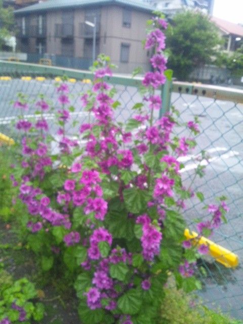 マロウの花が咲いていました