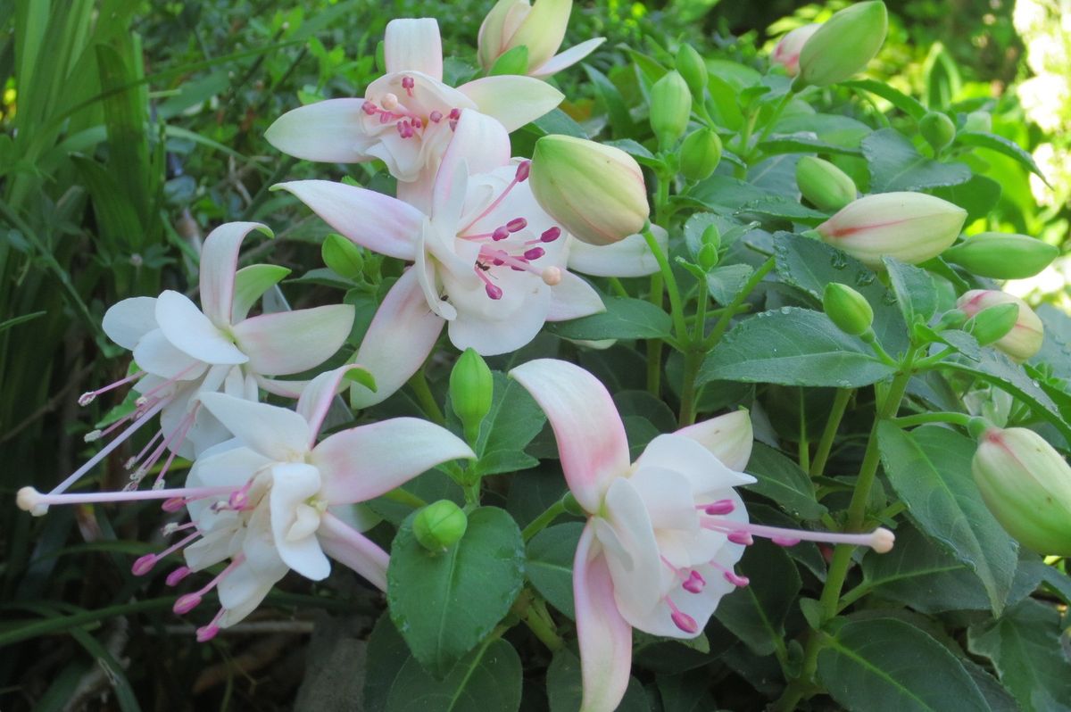 鉢植えの花あれこれ