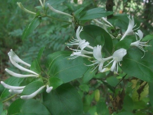 里山で見た天の川