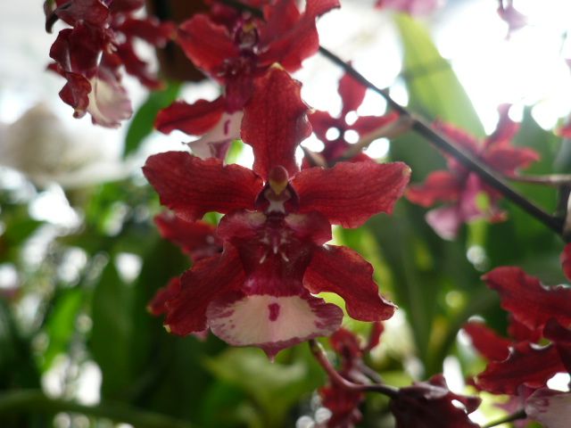 Onc. Shalley Baby ‘Sweet Fragrace’