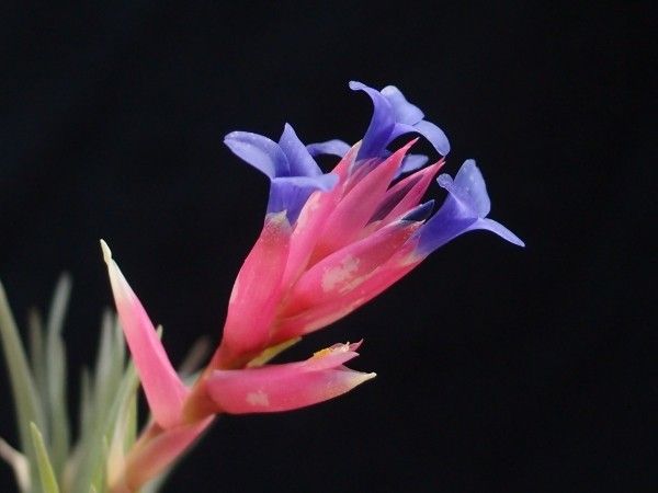 Tillandsia aeranthos