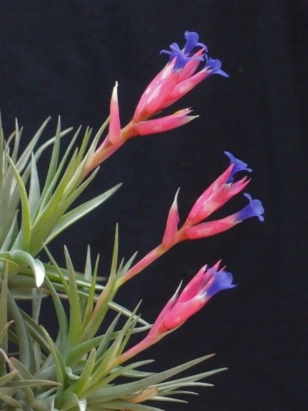 Tillandsia aeranthos