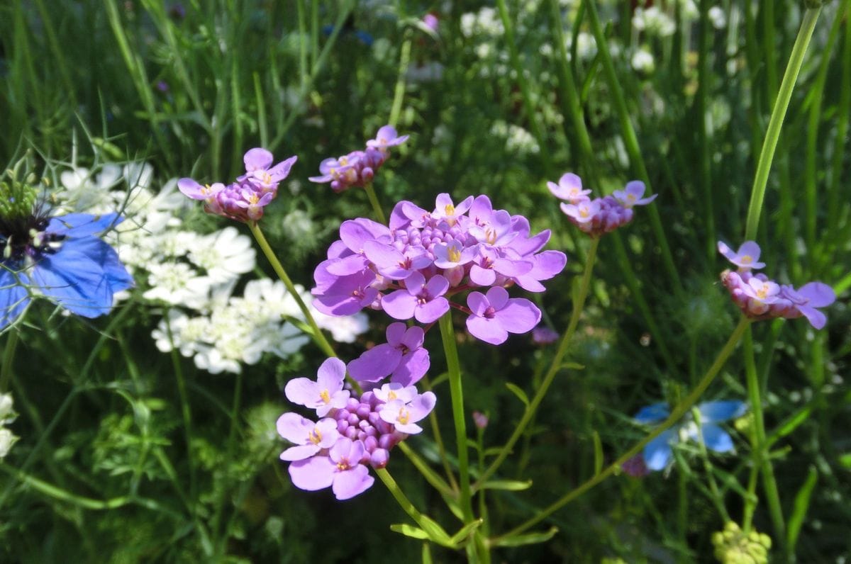 いろいろなお花たち