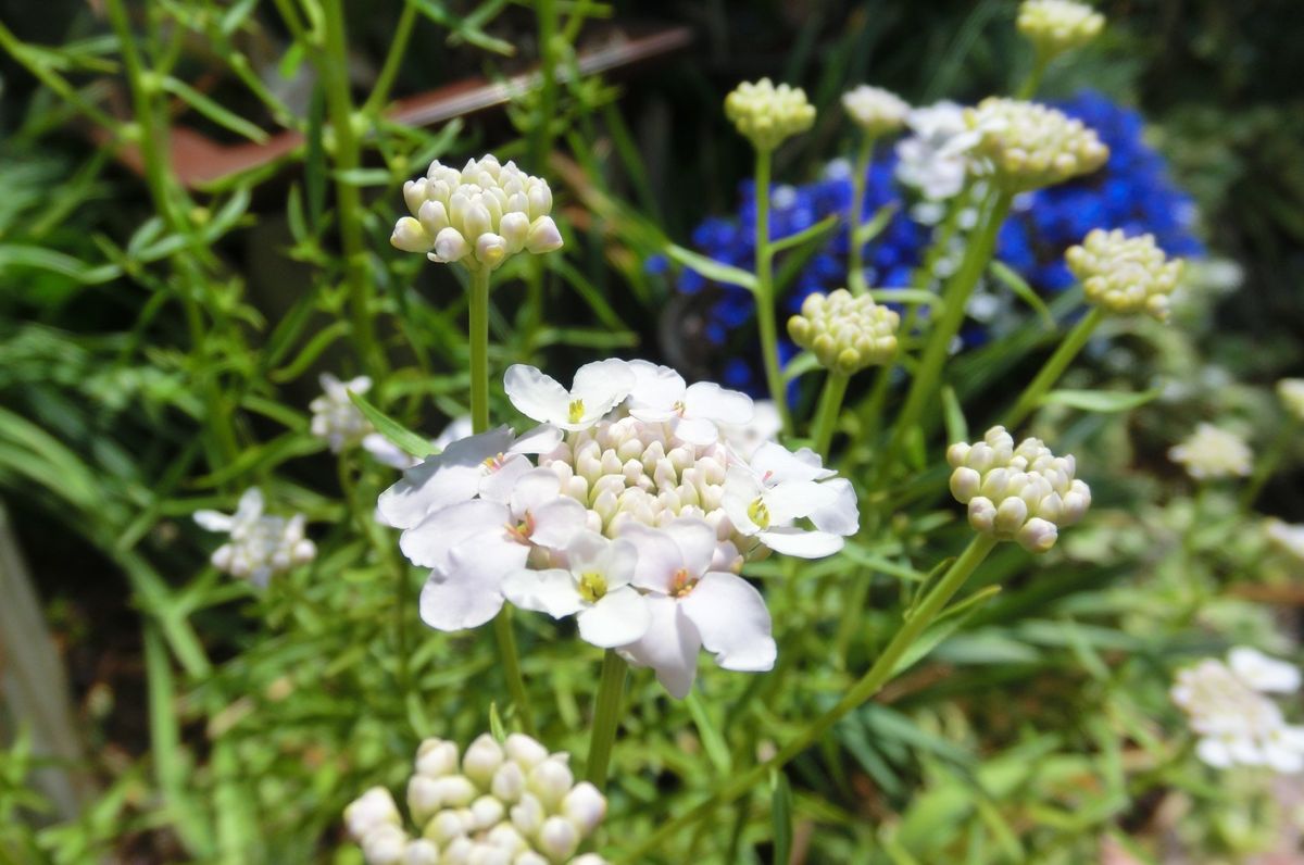 いろいろなお花たち