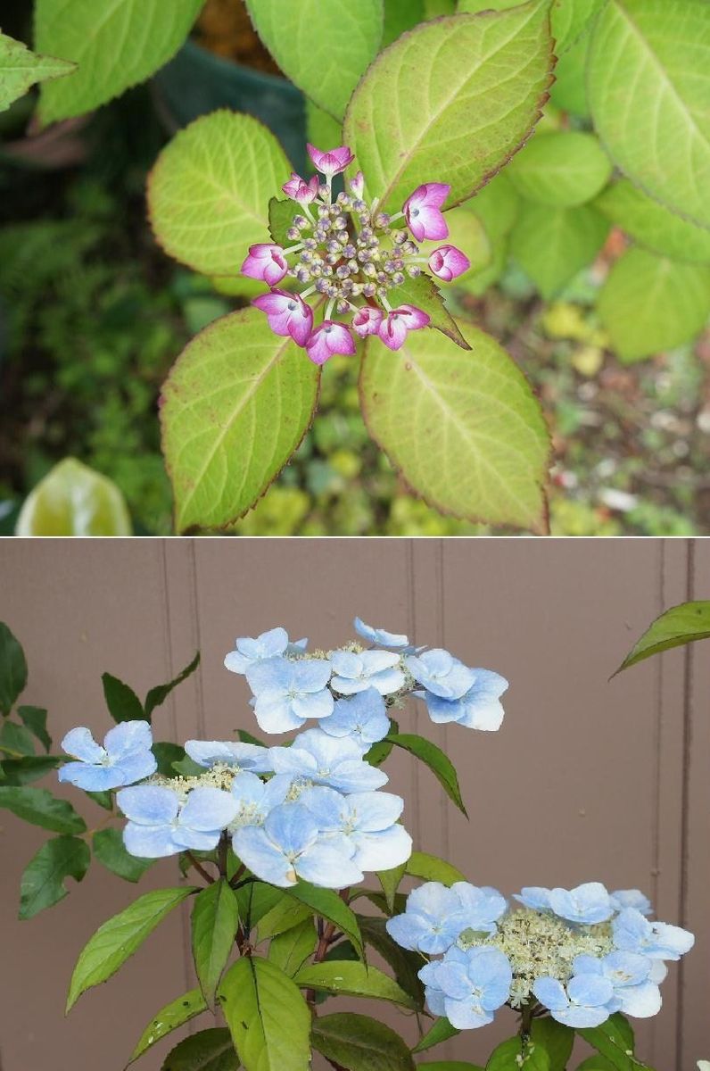 紫陽花比べてみました～