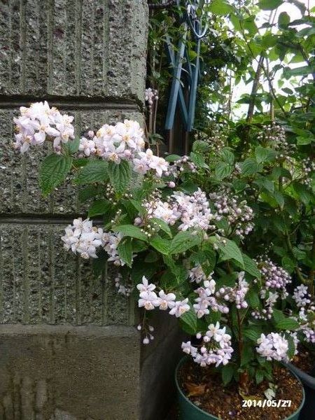 ｳﾂｷﾞ・ﾓﾝﾃﾛｰｻﾞ 花炎　紫宸殿